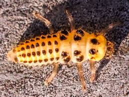 Attēlu rezultāti vaicājumam “Psyllobora vigintiduopunctata larva”