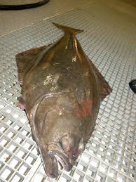 Image result for Hippoglossus hippoglossus