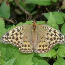 Attēlu rezultāti vaicājumam “Argynnis laodice male”