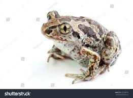 Attēlu rezultāti vaicājumam “Pelobates fuscus”