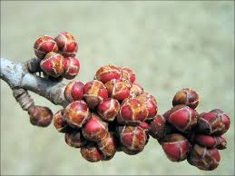 Attēlu rezultāti vaicājumam “Acer saccharinum bud”