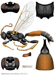 Attēlu rezultāti vaicājumam “Ichneumonidae imago”