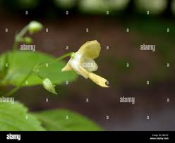 Attēlu rezultāti vaicājumam “Impatiens parviflora flower”