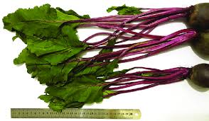 Image result for Beta vulgaris
