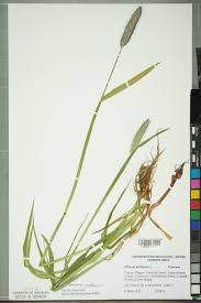 Attēlu rezultāti vaicājumam “Alopecurus pratensis”