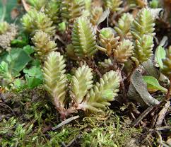 Attēlu rezultāti vaicājumam “Sedum sexangulare flower”
