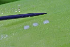 Attēlu rezultāti vaicājumam “Acrolepiopsis assectella”