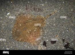 Image result for Amblyraja radiata