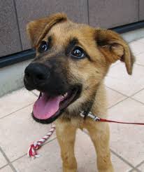 「アレックス・シェパード」の画像検索結果