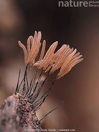 Attēlu rezultāti vaicājumam “Stemonitis fusca spores”