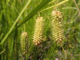 Attēlu rezultāti vaicājumam “Cyperaceae”