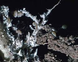 Attēlu rezultāti vaicājumam “Pemphigus borealis”