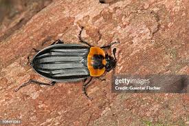 Attēlu rezultāti vaicājumam “Silphidae”