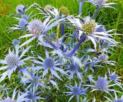 Image result for Eryngium `Blue Hobbit`