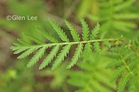 Attēlu rezultāti vaicājumam “Tanacetum vulgare”