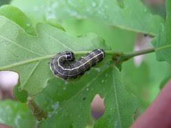 Attēlu rezultāti vaicājumam “Orthosia sp. larva”