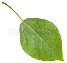 Attēlu rezultāti vaicājumam “Populus nigra leaf”