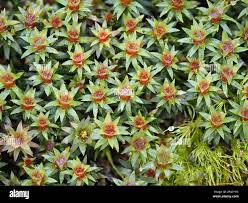 Attēlu rezultāti vaicājumam “Polytrichum juniperinum”