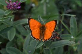 Attēlu rezultāti vaicājumam “Lycaena virgaureae underside”