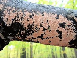 Attēlu rezultāti vaicājumam “Corticium roseum”