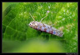 Attēlu rezultāti vaicājumam “Eupteryx vittata”