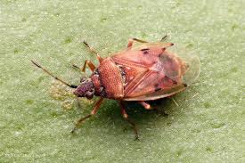 Attēlu rezultāti vaicājumam “Lygaeidae”