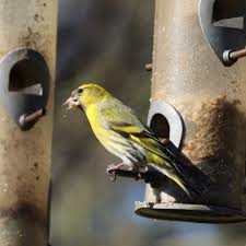 Attēlu rezultāti vaicājumam “Carduelis spinus male”