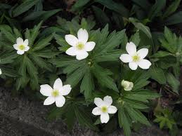 Attēlu rezultāti vaicājumam “Anemone sylvestris”