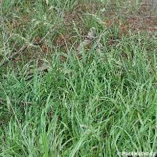 Attēlu rezultāti vaicājumam “Festuca altissima flower”