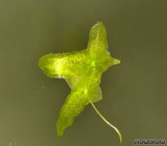 Attēlu rezultāti vaicājumam “Lemna trisulca”