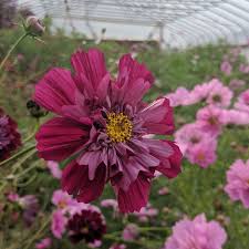 Image result for Cosmos bipinnatus `Double Click`