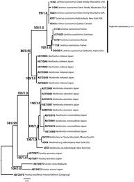 Attēlu rezultāti vaicājumam “Lentinus suavissimus”