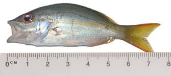 Image result for Ocyurus chrysurus