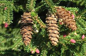 Attēlu rezultāti vaicājumam “Picea orientalis”