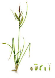 Attēlu rezultāti vaicājumam “Carex acuta leaf”