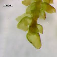 Attēlu rezultāti vaicājumam “Myurella julacea”