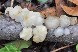 Attēlu rezultāti vaicājumam “Exidia cartilaginea”