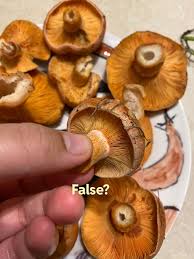 Attēlu rezultāti vaicājumam “Lactarius deterrimus”