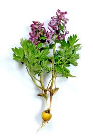 Attēlu rezultāti vaicājumam “Corydalis solida fruit”