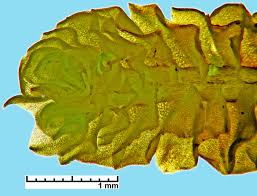 Attēlu rezultāti vaicājumam “Tritomaria”