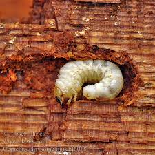 Attēlu rezultāti vaicājumam “Ceruchus chrysomelinus”