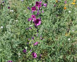 Image result for Malva sylvestris var. mauritiana