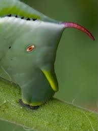 Attēlu rezultāti vaicājumam “Scapania mucronata macro”