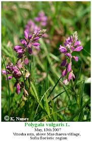 Attēlu rezultāti vaicājumam “Polygala vulgaris”