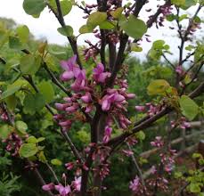 Attēlu rezultāti vaicājumam “Cercis siliquastrum”