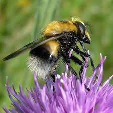 Attēlu rezultāti vaicājumam “Volucella bombylans”