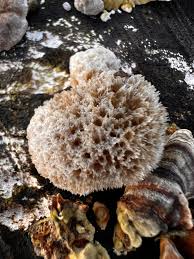 Attēlu rezultāti vaicājumam “Postia ptychogaster”