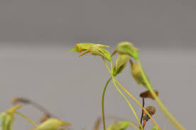 Attēlu rezultāti vaicājumam “Polytrichastrum pallidisetum cells”