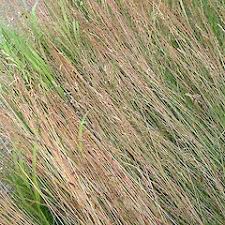 Attēlu rezultāti vaicājumam “Festuca rubra subsp. rubra”