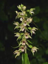 Attēlu rezultāti vaicājumam “Epipactis helleborine fruit”